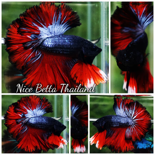 Betta Fish Hell Icon Sky Hawk Rosetial OHM