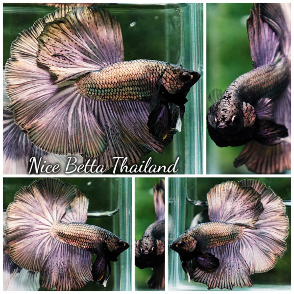 Betta Fish Classic Copper Gold OHM